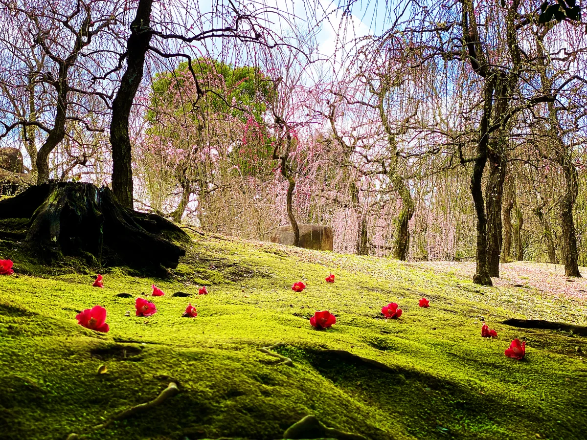 投稿写真：枝垂れ梅と落ち椿 @城南宮神苑