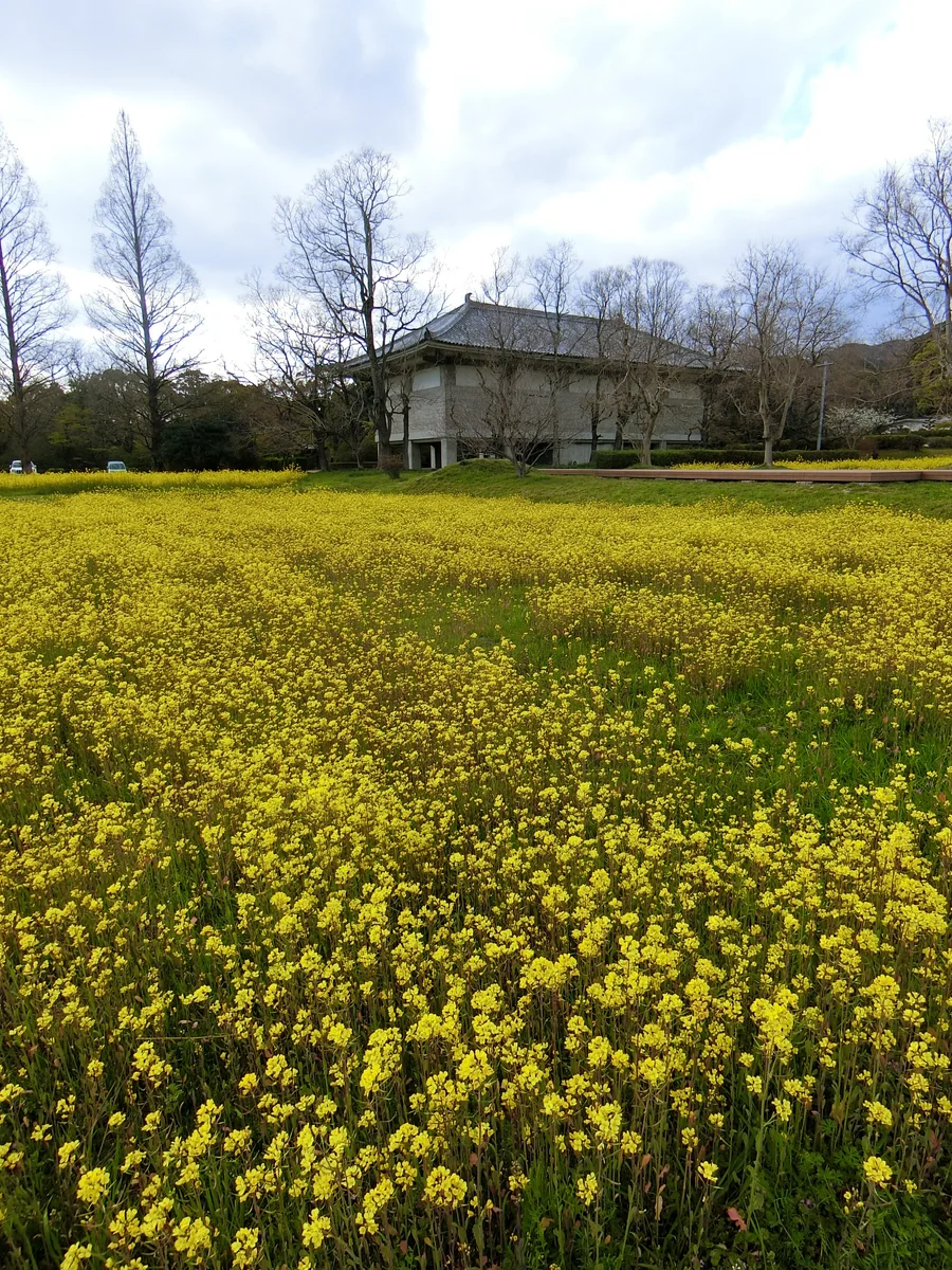 投稿写真：万葉の里、花爛漫