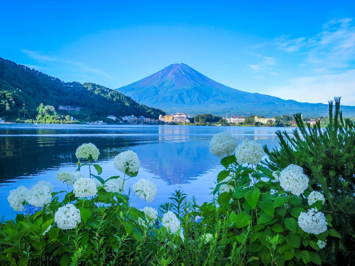 投稿写真：アナベルと逆さ富士