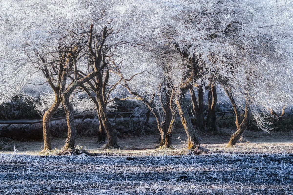 投稿写真：しだれ霧氷