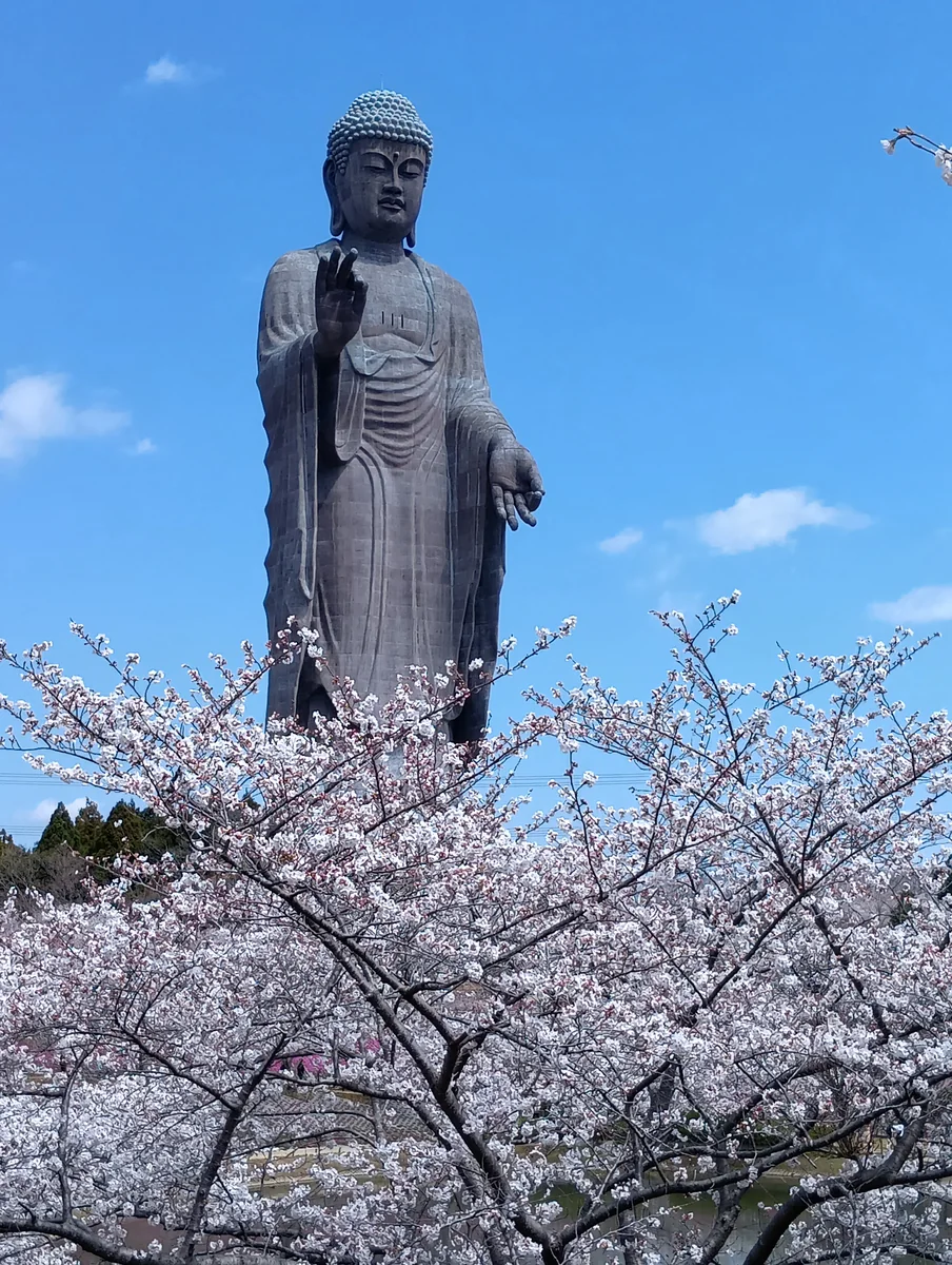 投稿写真：牛久大仏と桜
