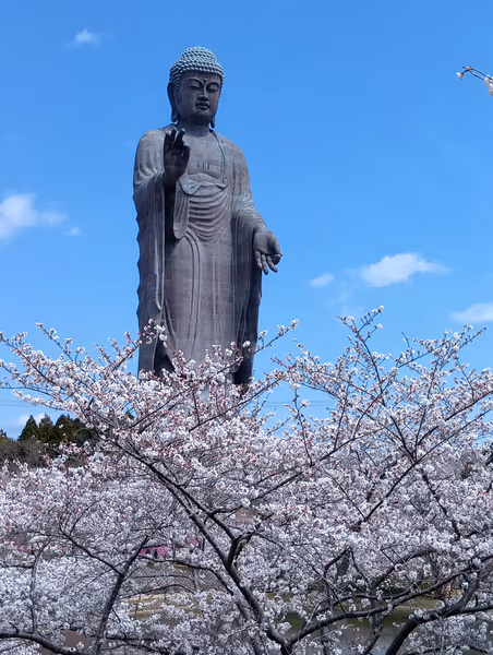 投稿：牛久大仏と桜