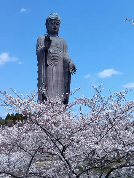 投稿：牛久大仏と桜