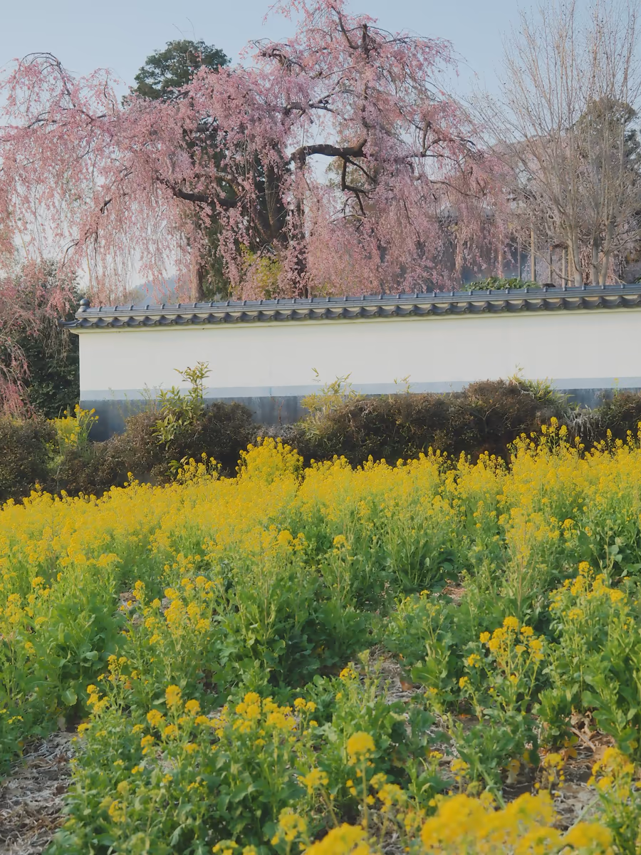 投稿写真：慈雲寺　イトザクラと菜の花