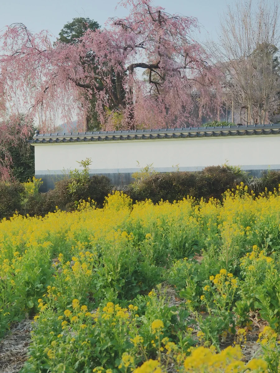 投稿写真：慈雲寺　イトザクラと菜の花