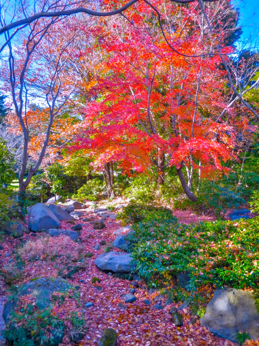 投稿写真：もみじの紅葉と水枯れの小川を埋める落ち葉