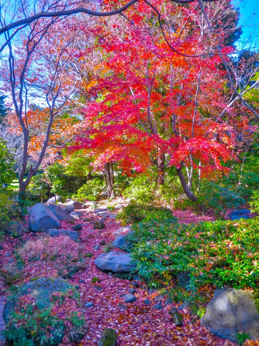 投稿写真：もみじの紅葉と水枯れの小川を埋める落ち葉