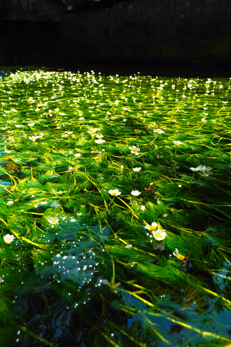 投稿写真：醒ヶ井　梅花藻