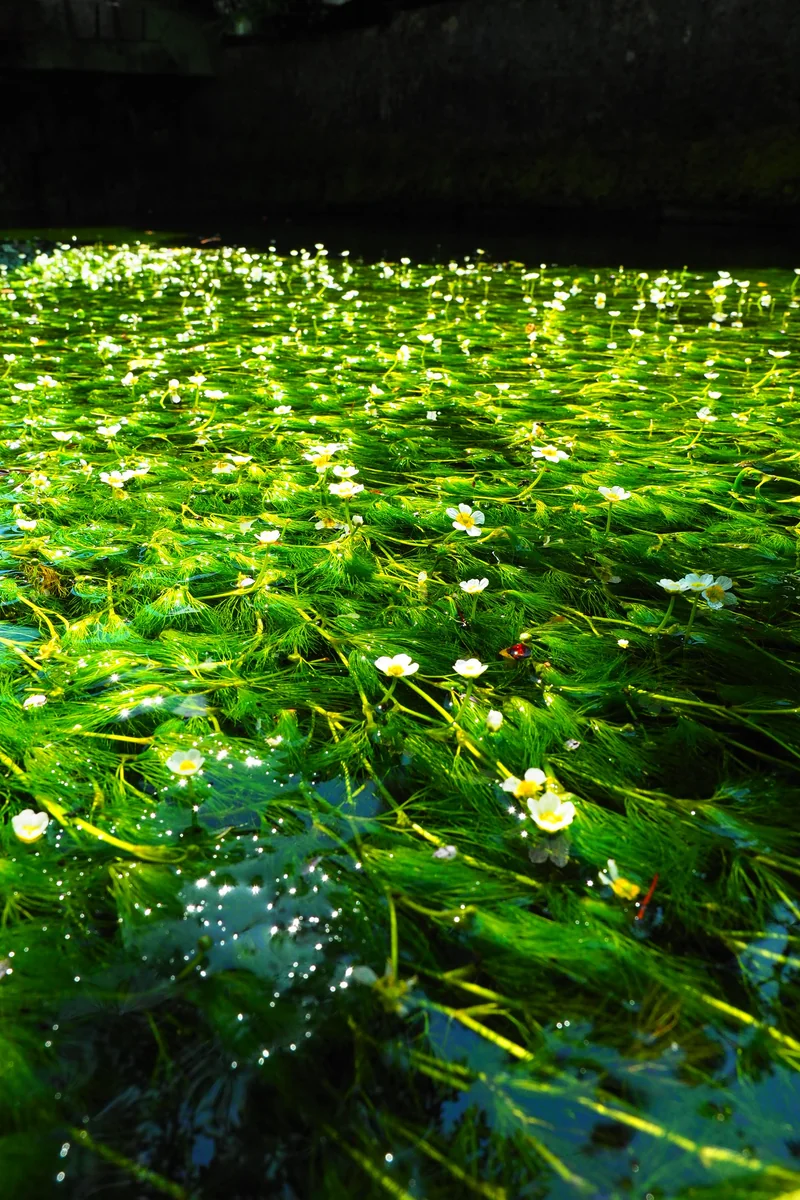 投稿写真：醒ヶ井　梅花藻