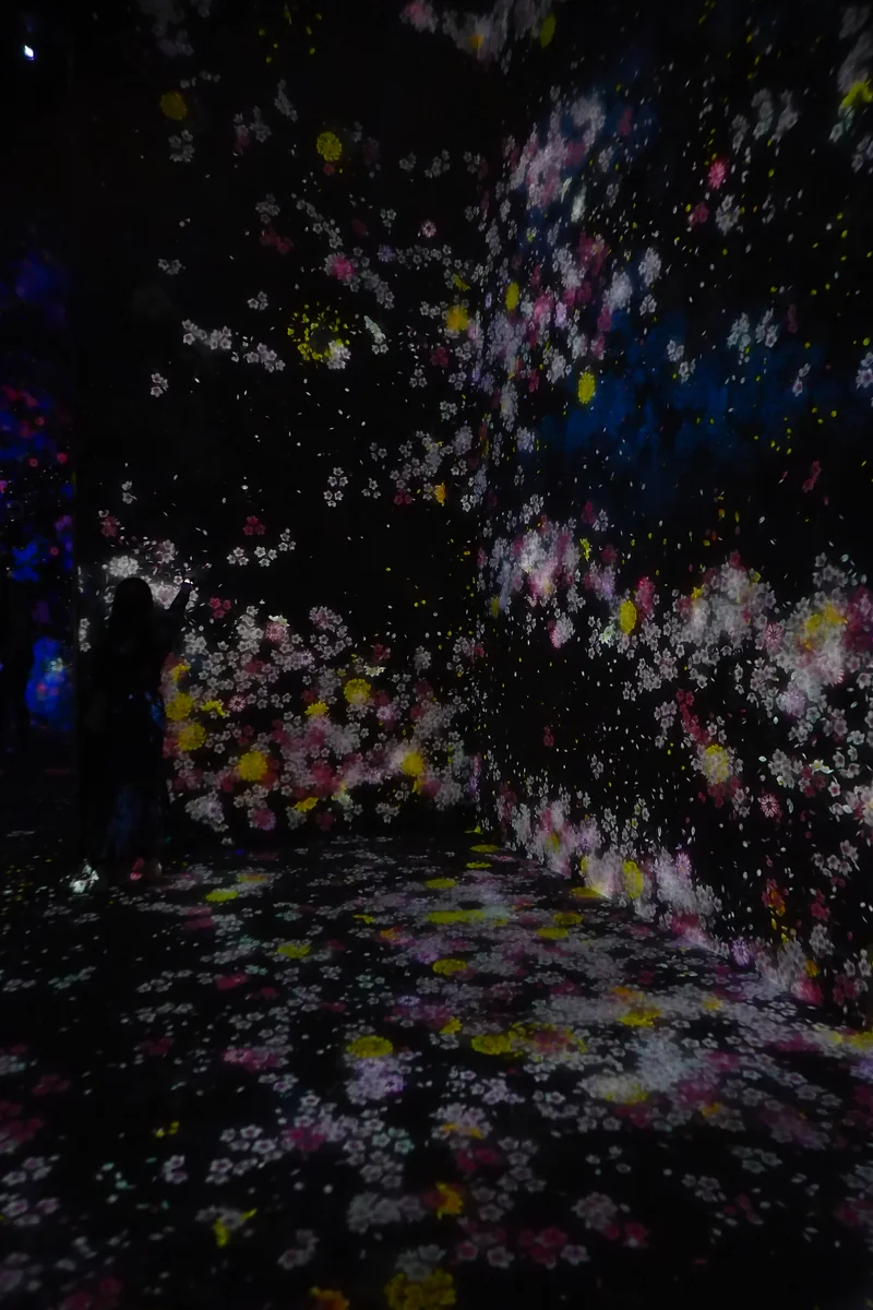 投稿写真：華の舞う間