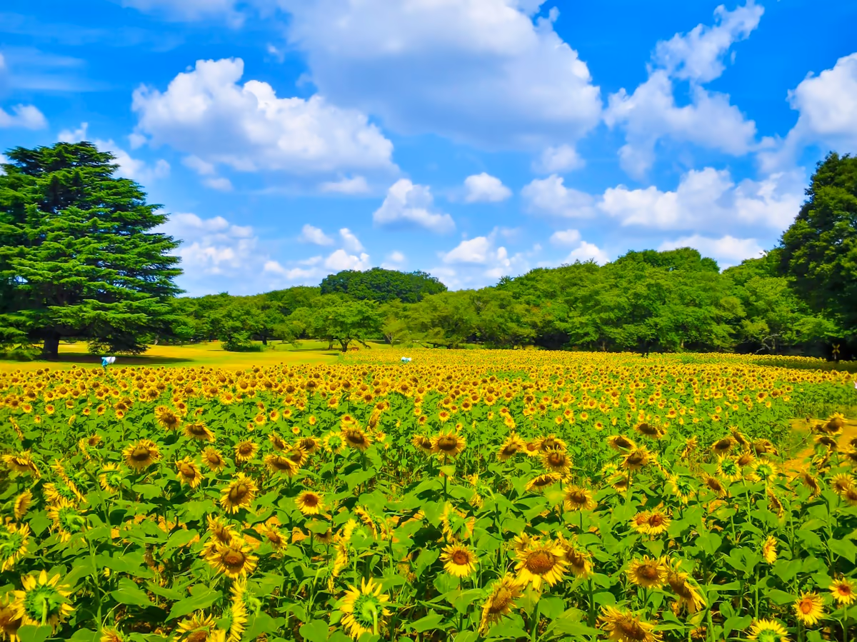 投稿写真：夏空とひまわり