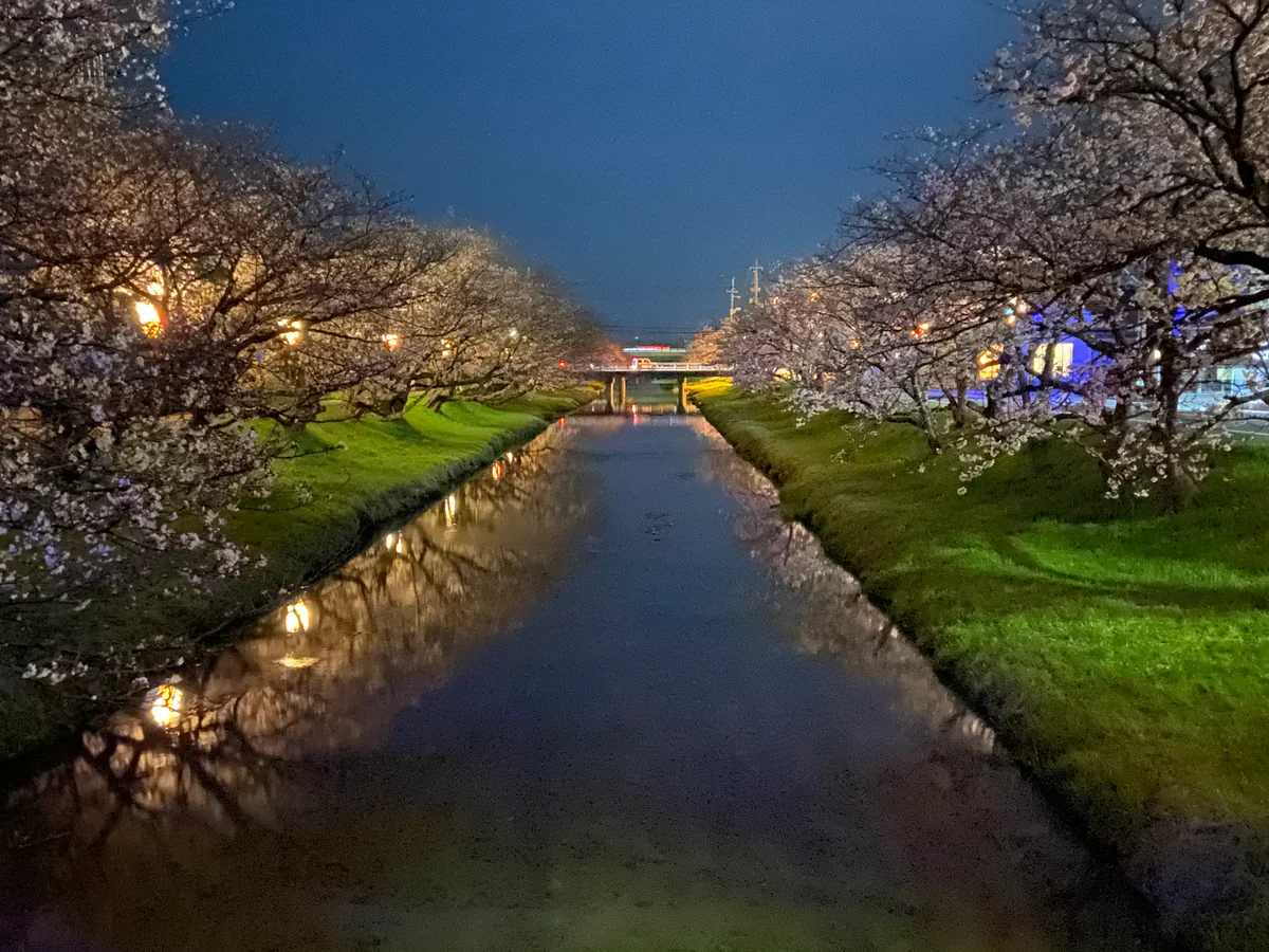 投稿写真：玉湯川の桜