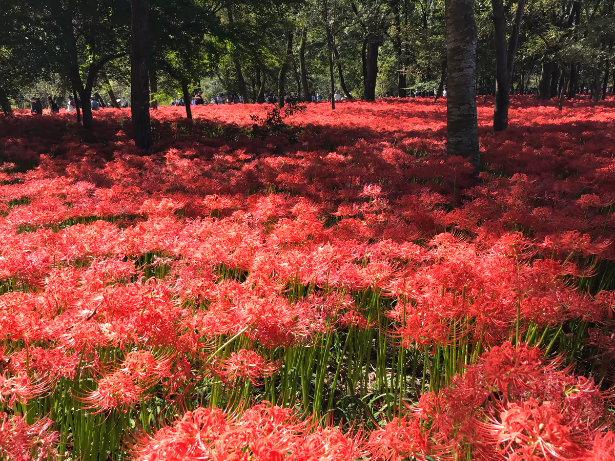 投稿写真：曼珠沙華満開