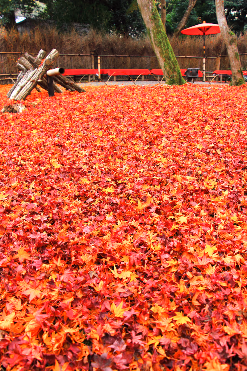 投稿写真：紅葉のじゅうたん