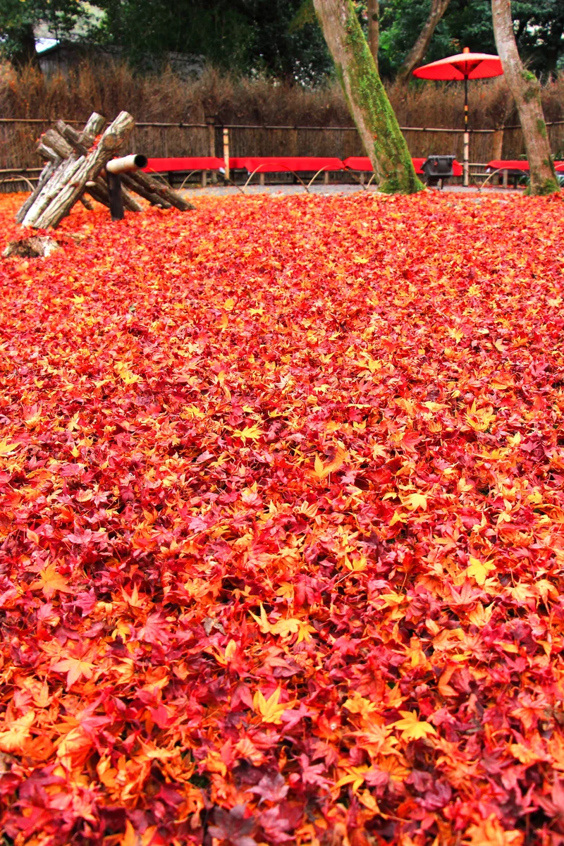 投稿写真：紅葉のじゅうたん