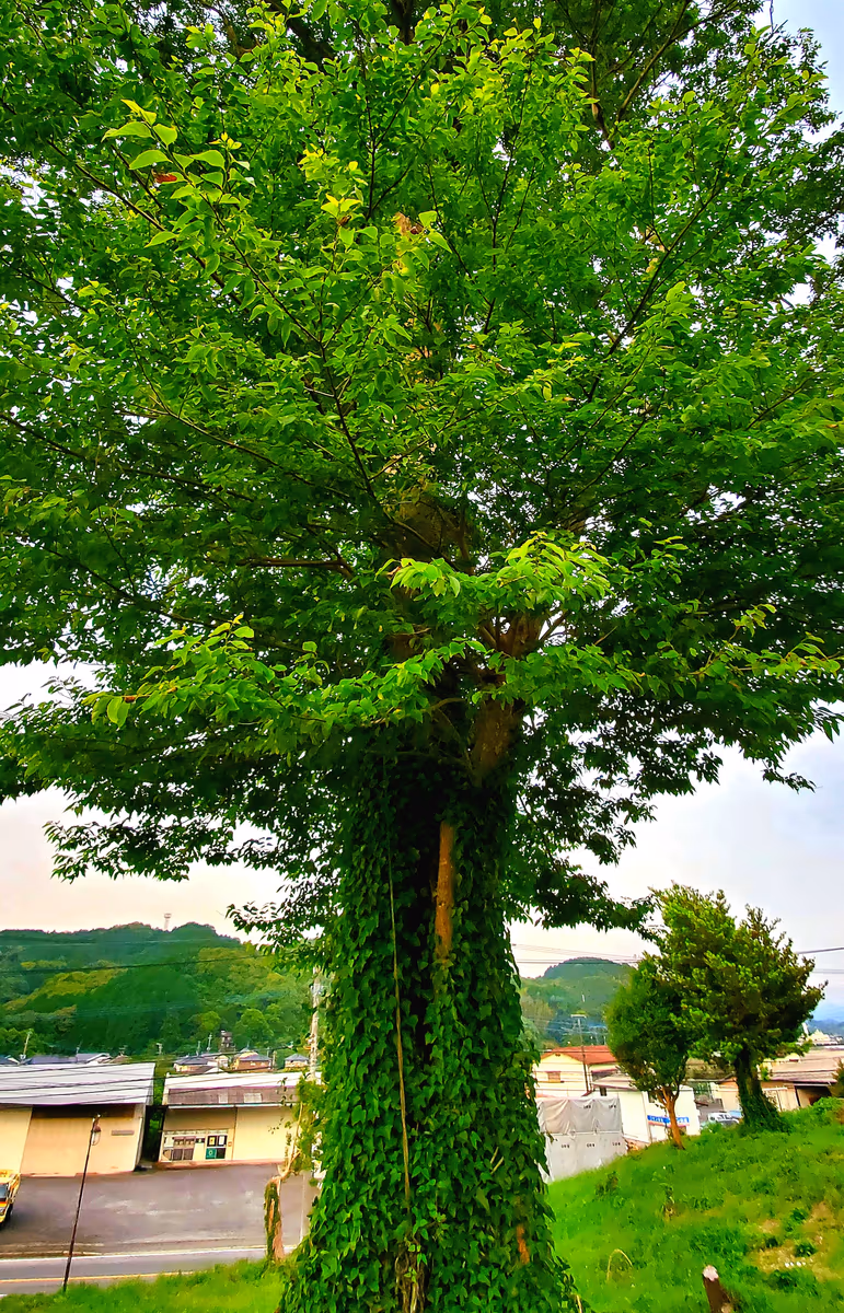 投稿写真：社の丘花園