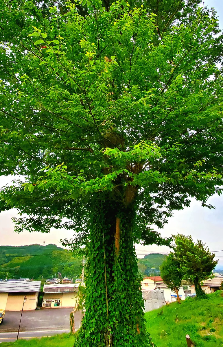 投稿写真：社の丘花園