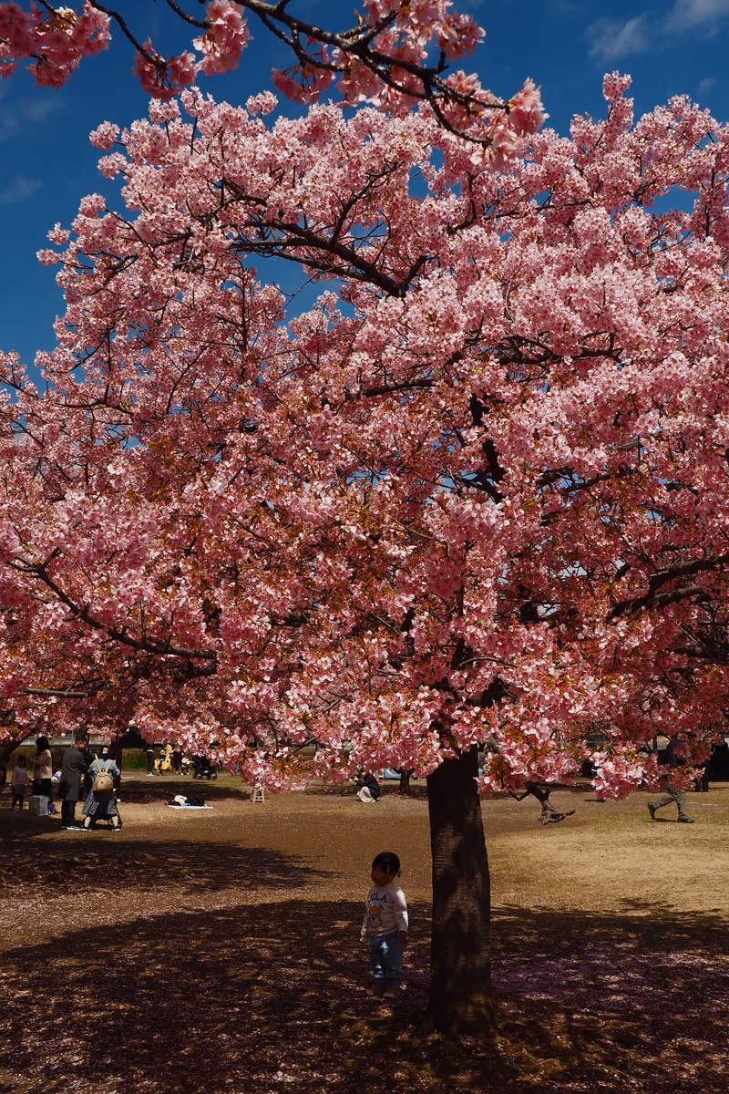 投稿写真：お花見