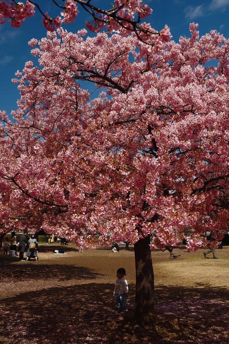 投稿写真：お花見