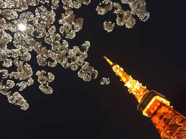 投稿：夜桜と東京タワー