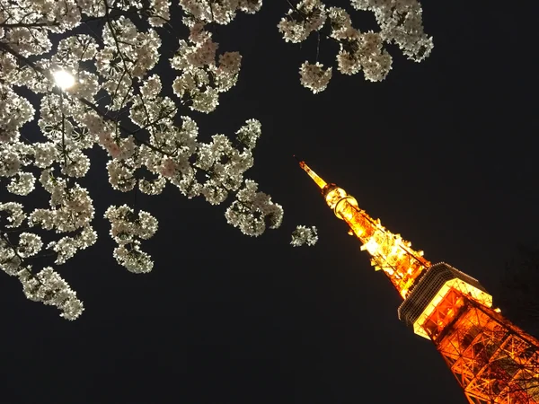 投稿：夜桜と東京タワー