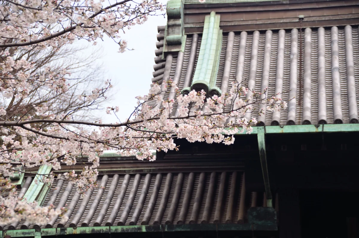 投稿写真：江戸城　乾門とソメイヨシノ