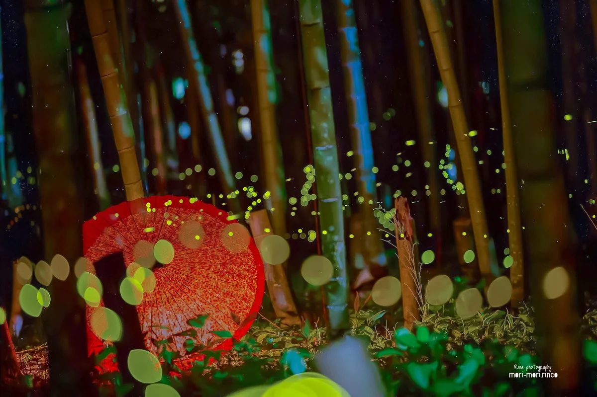 投稿写真：ホタルの光