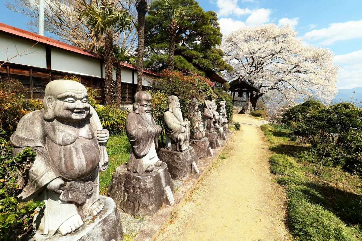 投稿写真：桜＠七福神