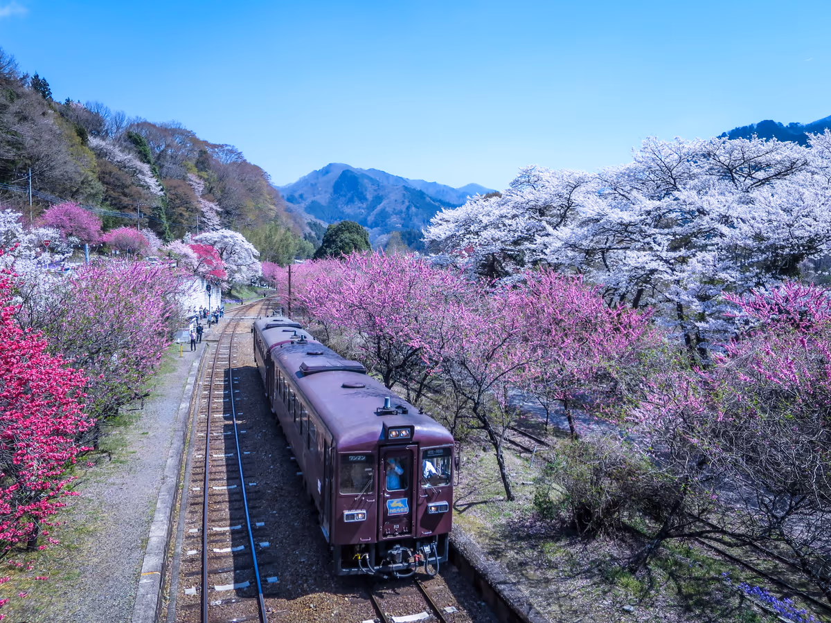 投稿写真：春爛漫の駅に到着した上り列車