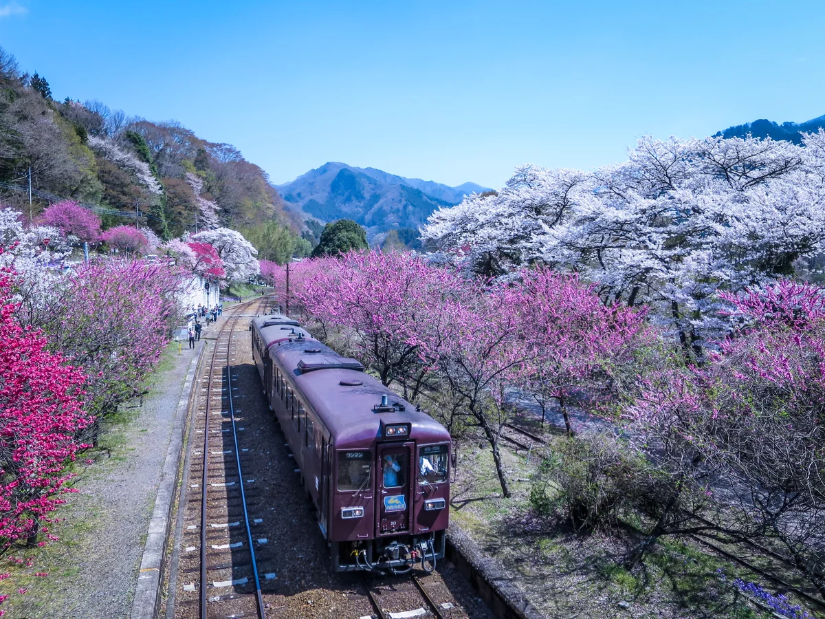 投稿写真：春爛漫の駅に到着した上り列車