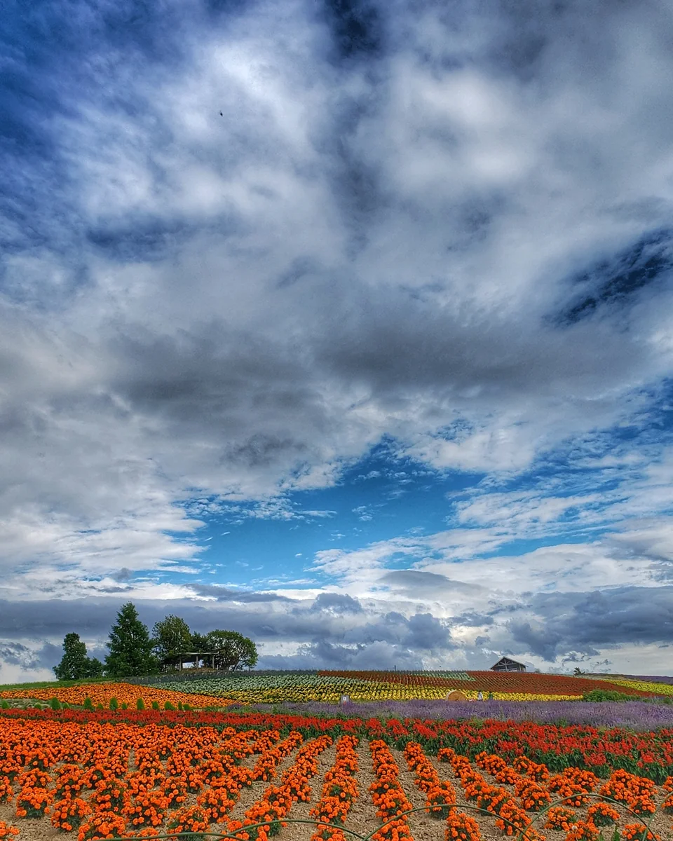 投稿写真：夏の大地