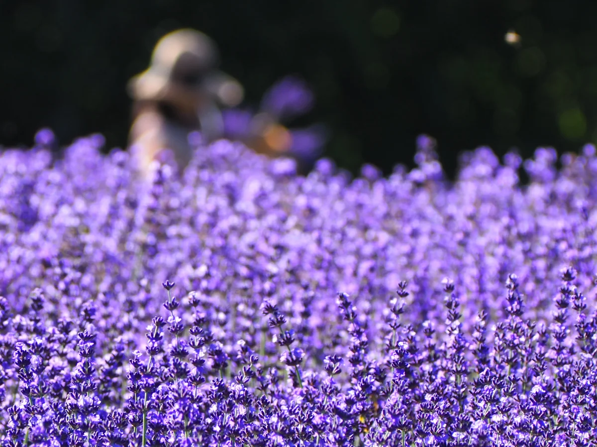 投稿写真：ラベンダー畑