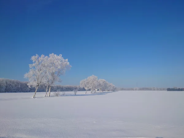 投稿：氷点下１９度の朝
