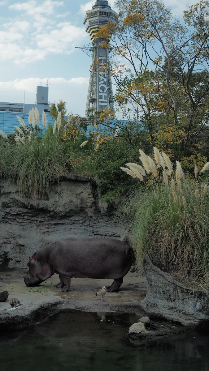 投稿写真：カバと通天閣