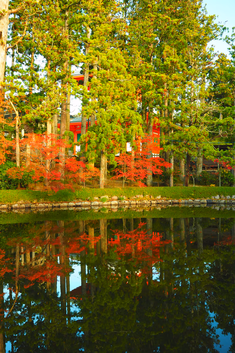 投稿写真：高野山蓮池紅葉
