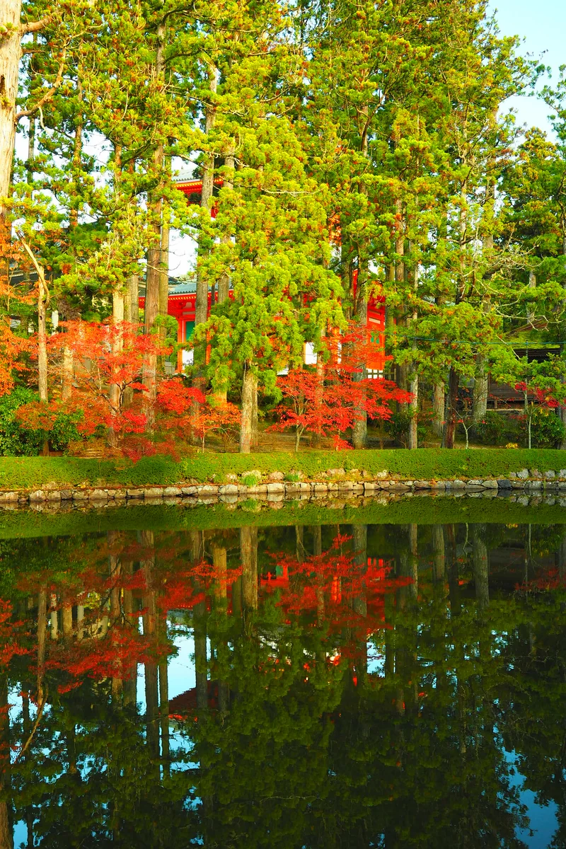 投稿写真：高野山蓮池紅葉