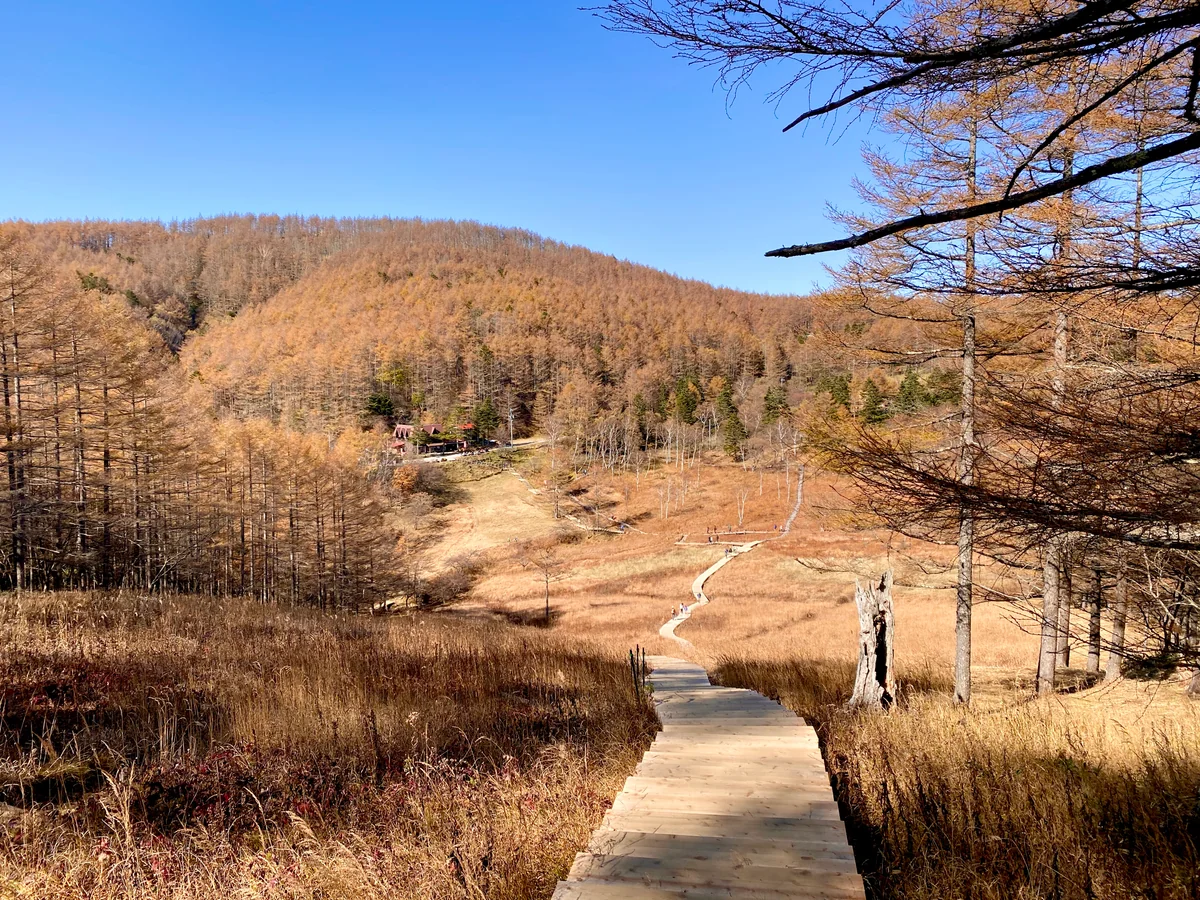 投稿写真：入笠湿原