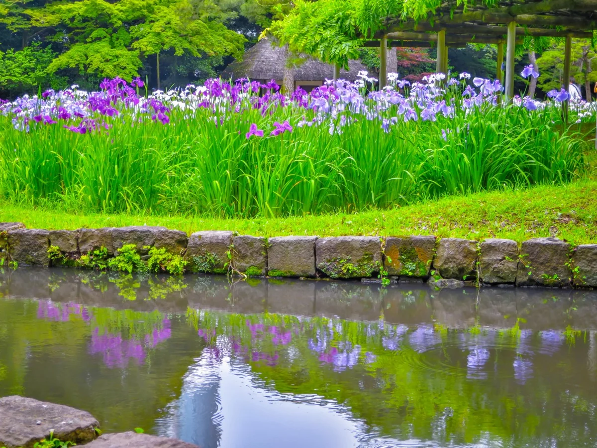 投稿写真：ハナショウブのリフレクション