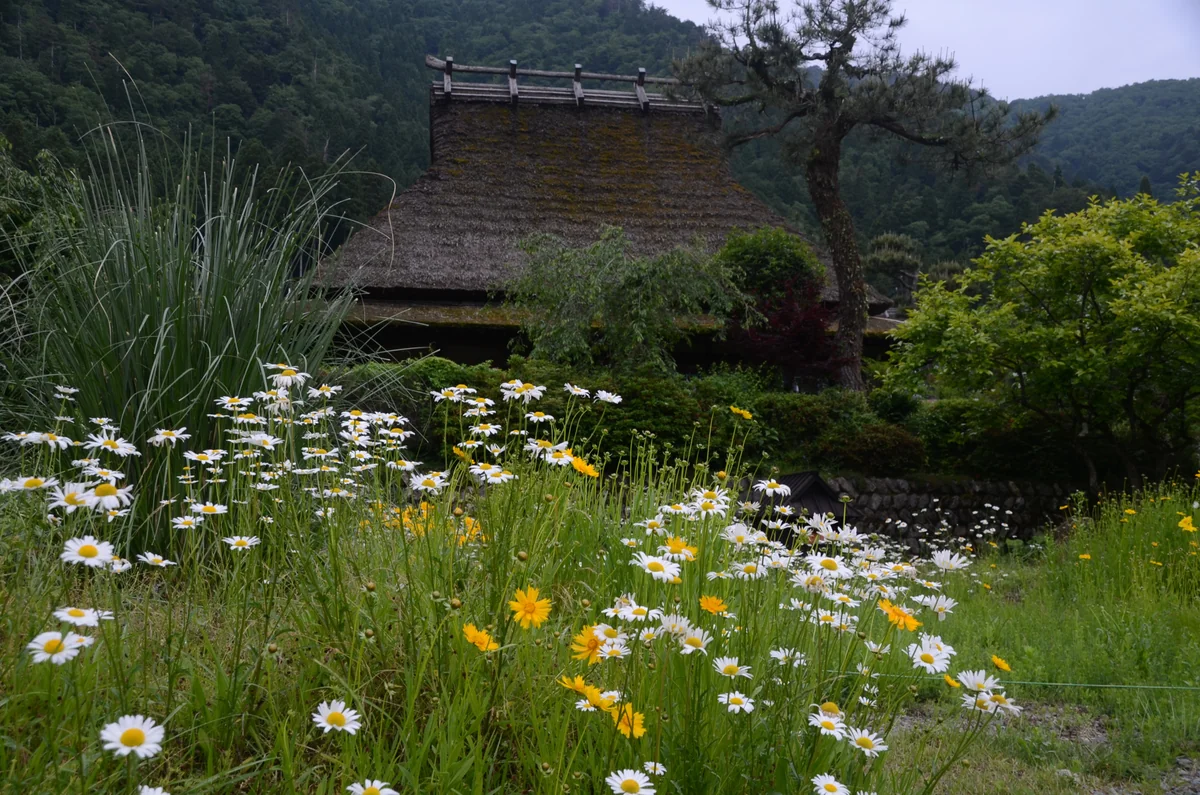 投稿写真：美山　茅葺の民家