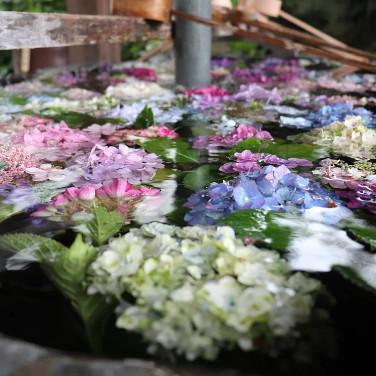 投稿写真：手水舎に浮かぶ紫陽花