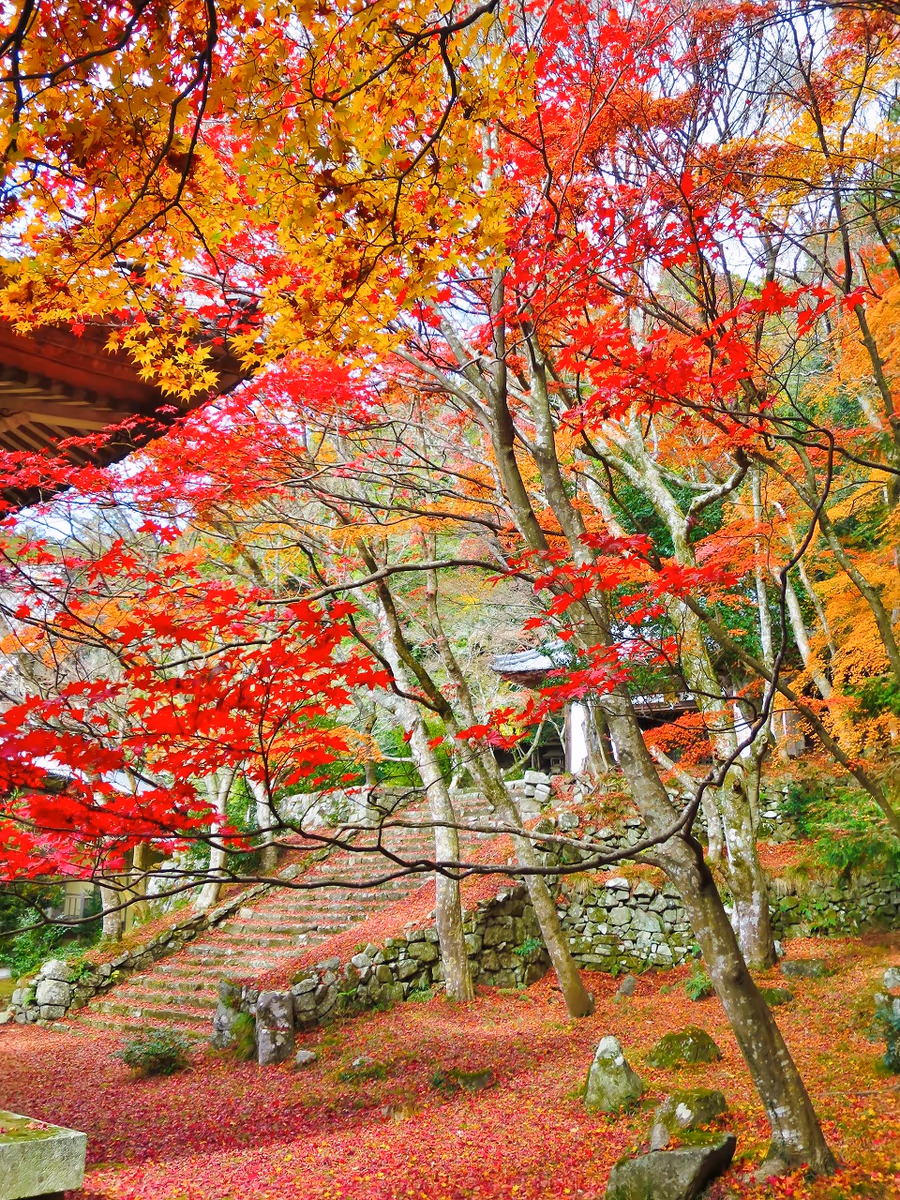 投稿写真：紅葉と落葉の絨毯