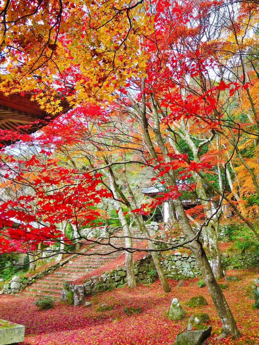 投稿写真：紅葉と落葉の絨毯