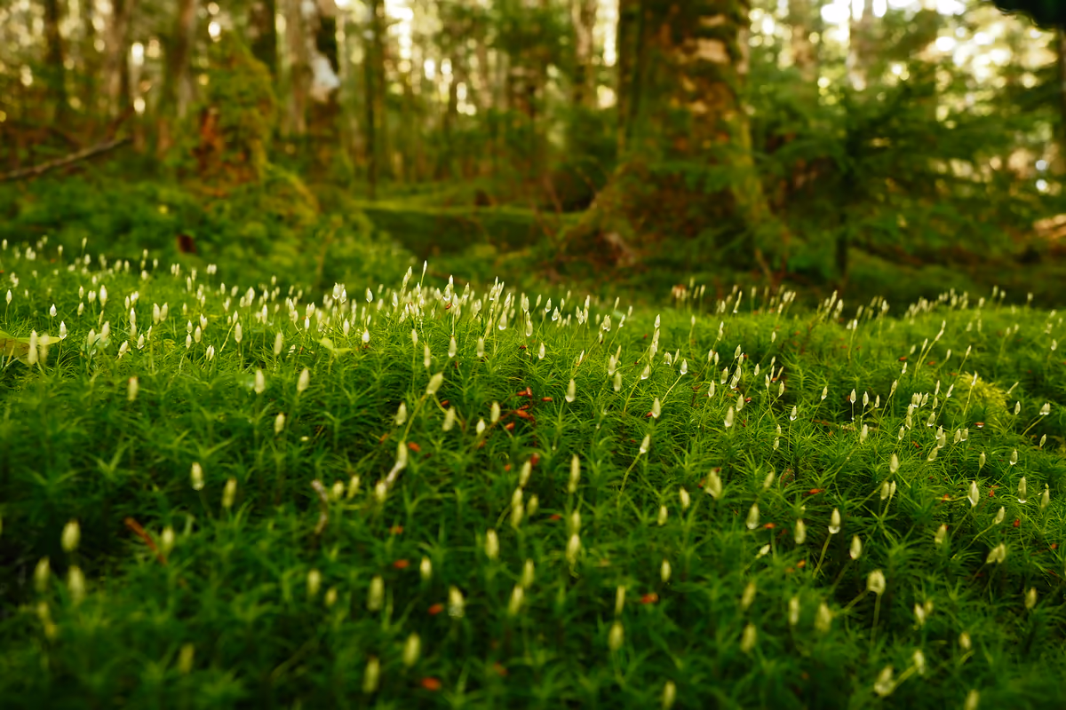 投稿写真：苔の花