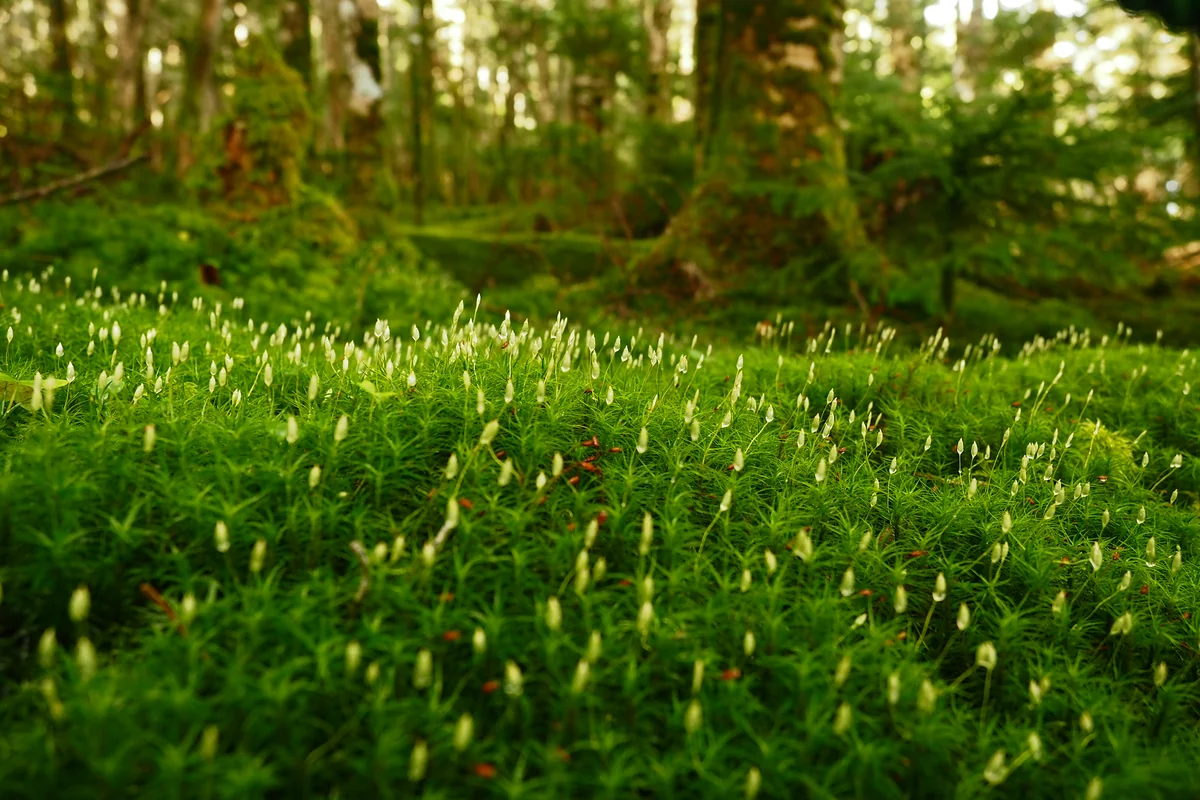 投稿写真：苔の花