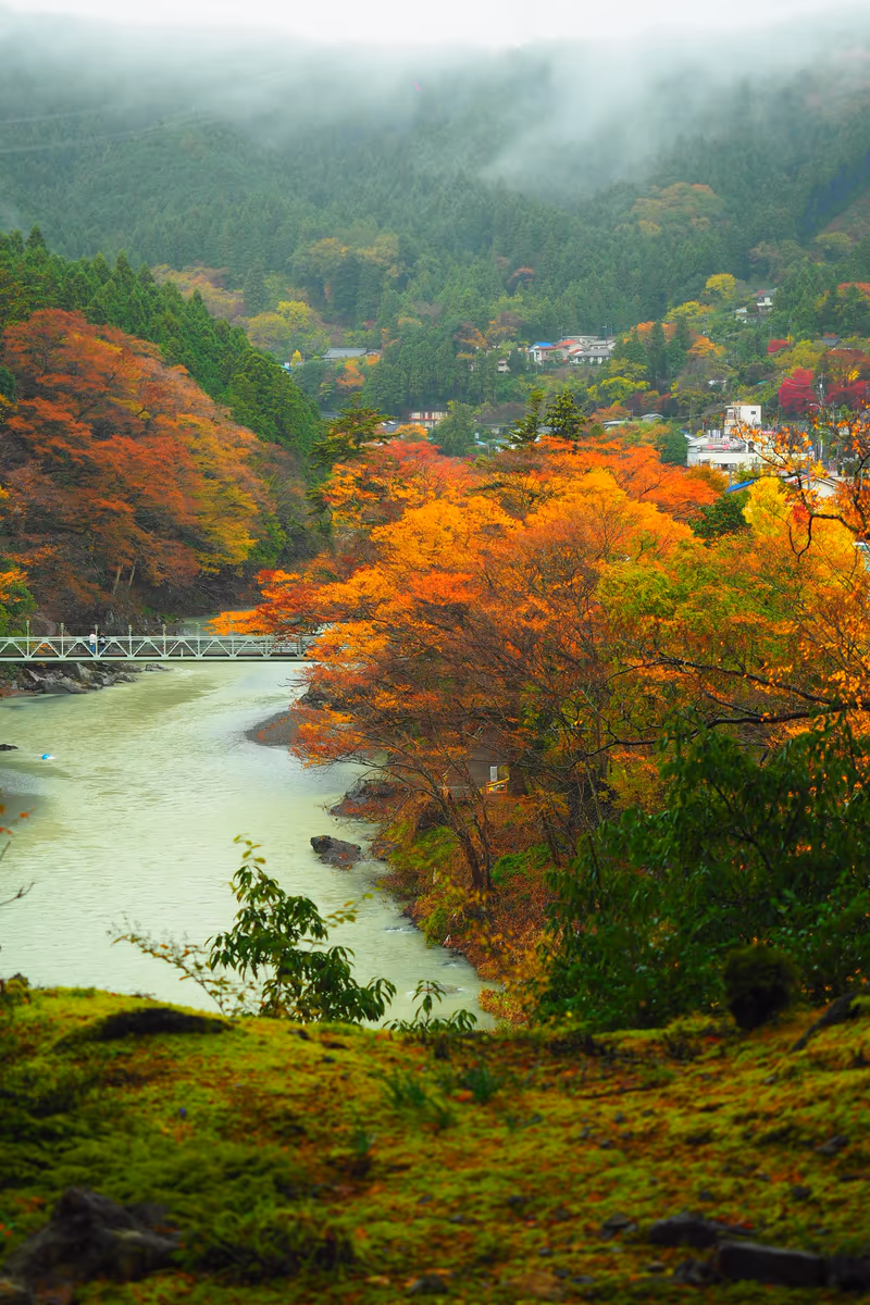 投稿写真：多摩川　秋の秋彩