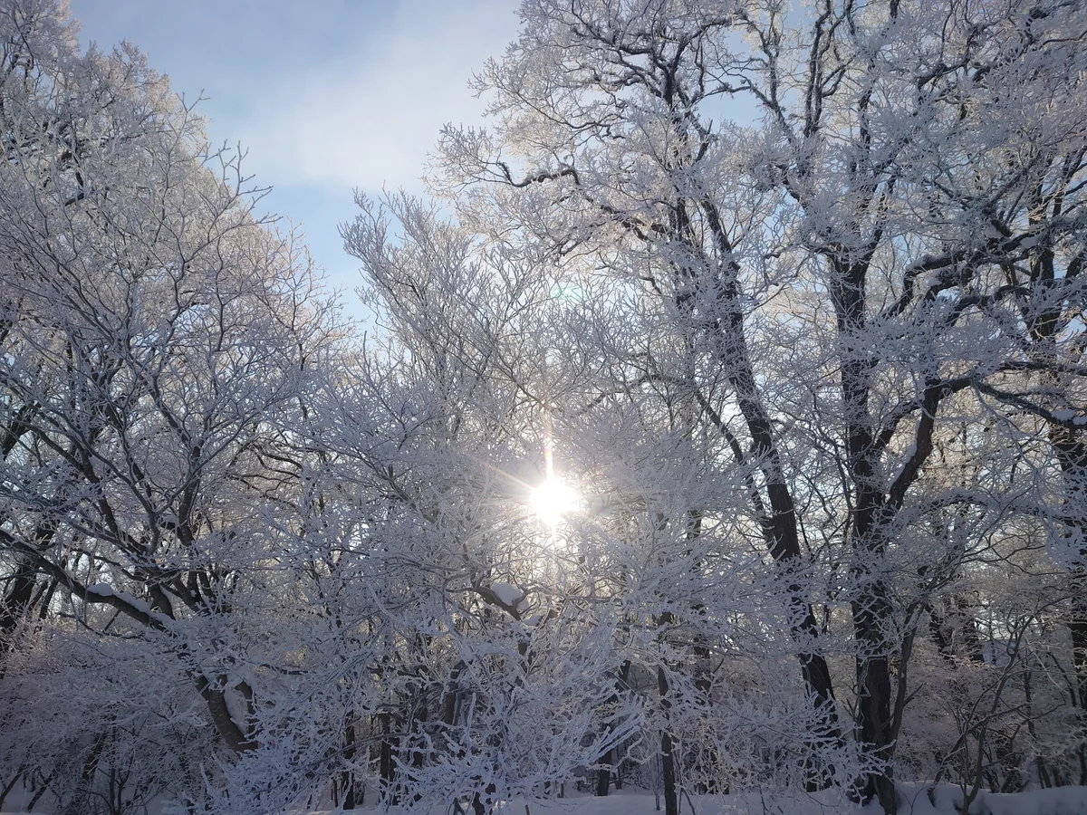 投稿写真：氷点下１９度の朝