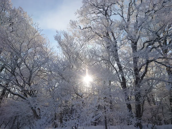 投稿：氷点下１９度の朝