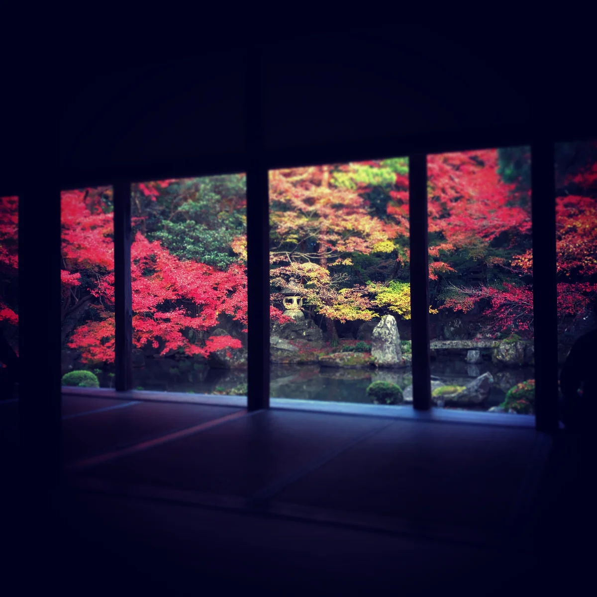 投稿写真：紅葉