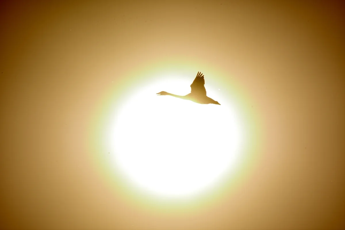 投稿写真：太陽バックに飛翔する白鳥