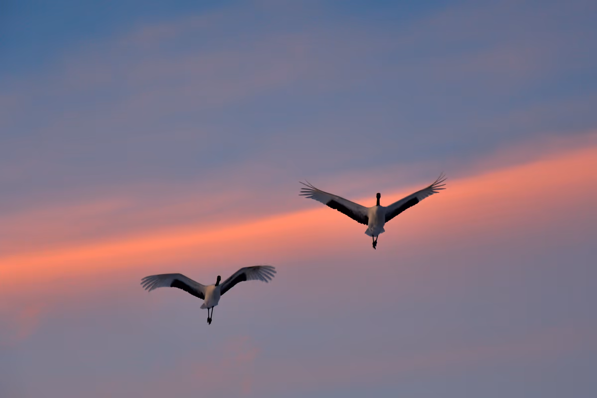 投稿写真：夕焼けをバックに飛来する丹頂鶴